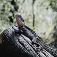 diego71