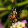 cata11